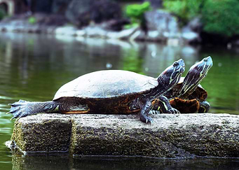 Turtle under the sun