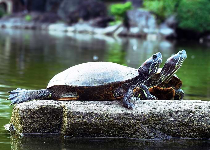 Turtle under the sun