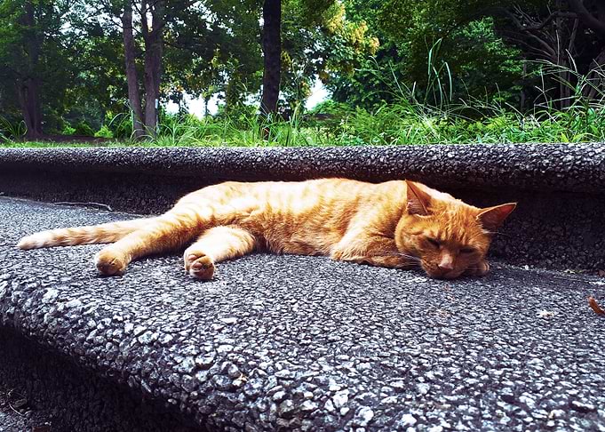 Neko Neko