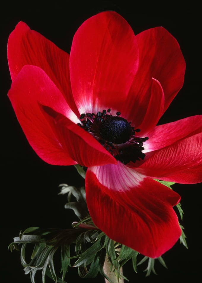 Flower 14