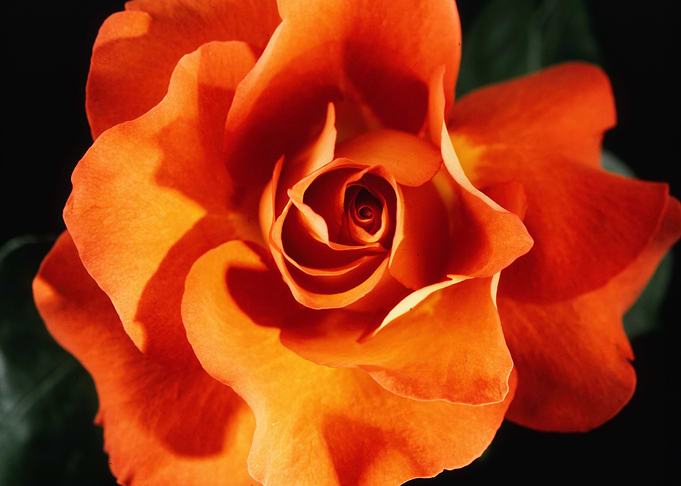 Flower 17