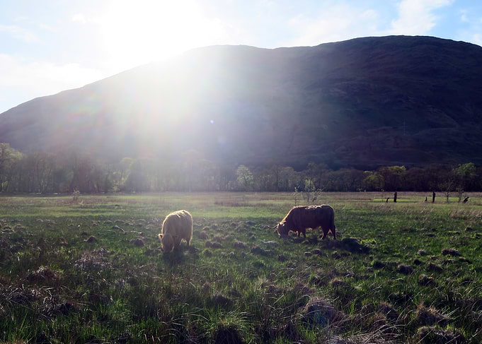 animals scotland