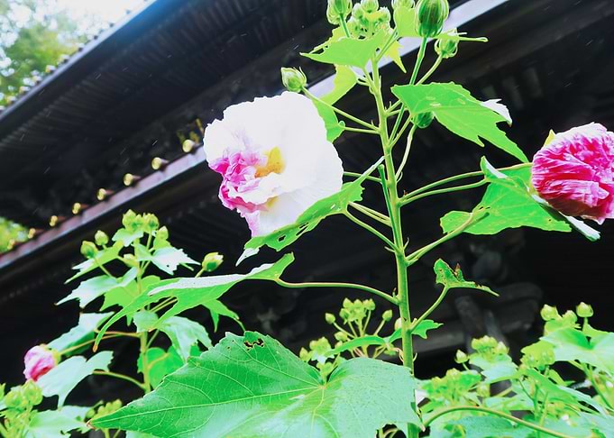 Flower in Kamakura