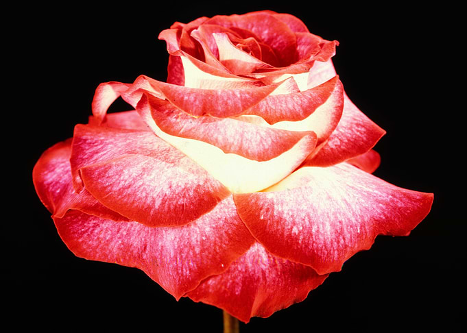 Flower 18
