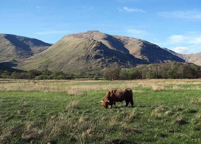 animals scotland