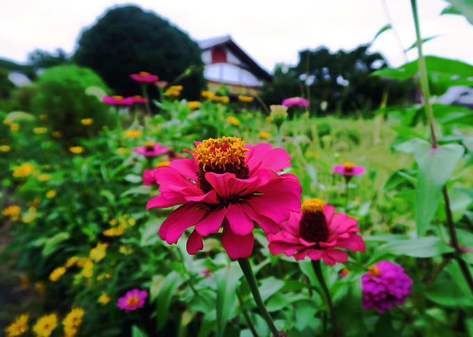 Flower in Chichibu