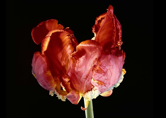 Flower 13