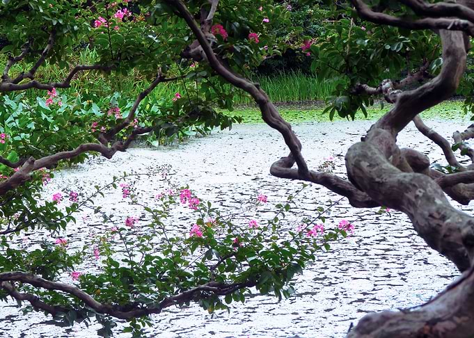natural garden