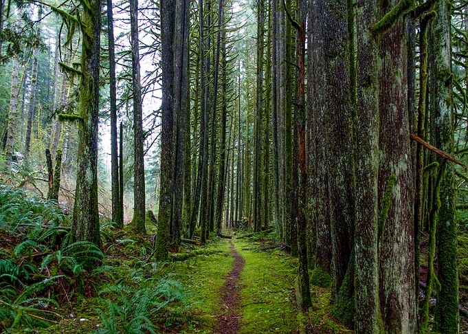 Forest Path Canada