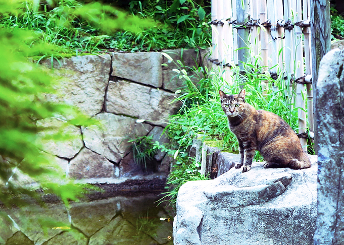 Nekochan in Japan