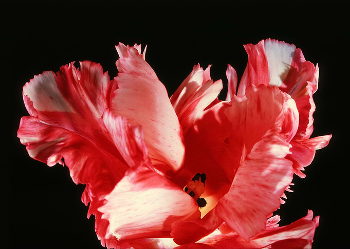 Flower 15