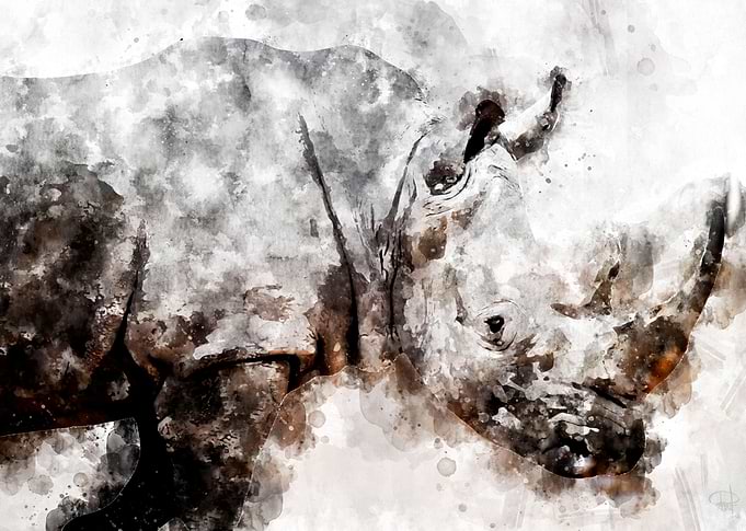 Rhino
