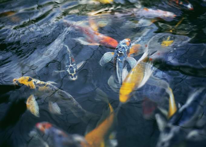 Koi