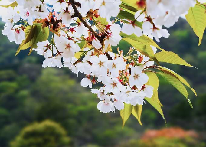 Sakura in Nikko