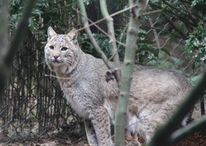 Curiosity
