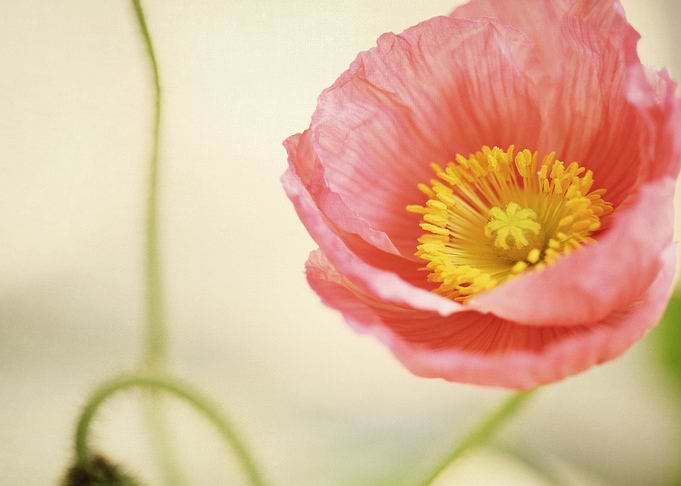 Pale Pink