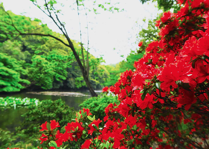 Red in Tokyo