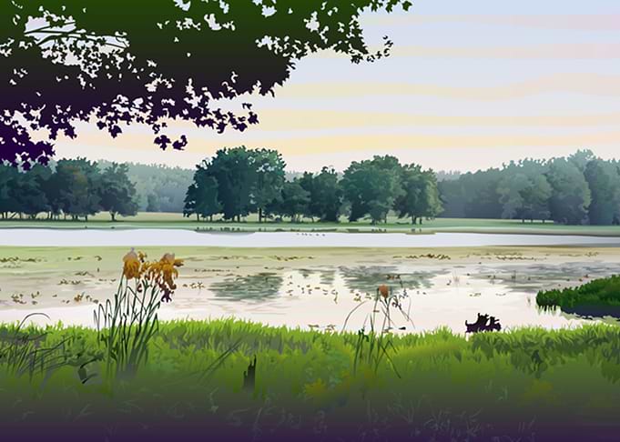 Trees by a lake