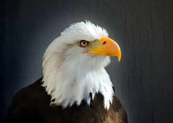 American Bald Eagle