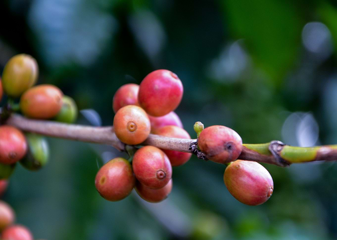 Coffee