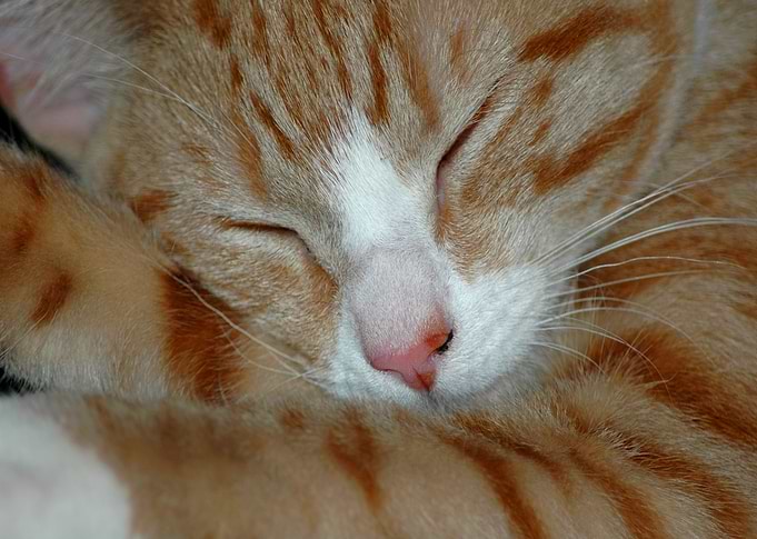 Amylee asleep