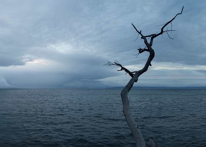 tree limb seashore
