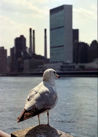 New York 4