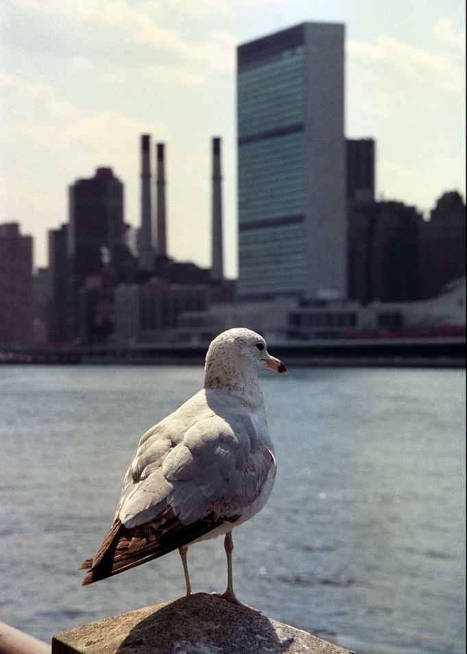 New York 4