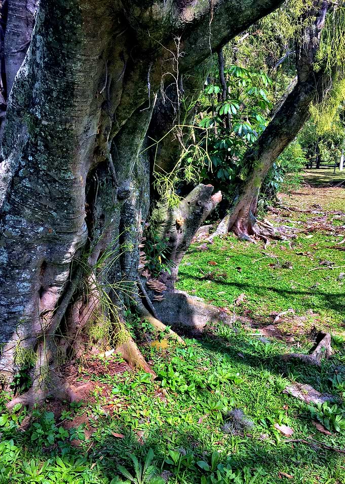 Trees and Roots Brasil-9