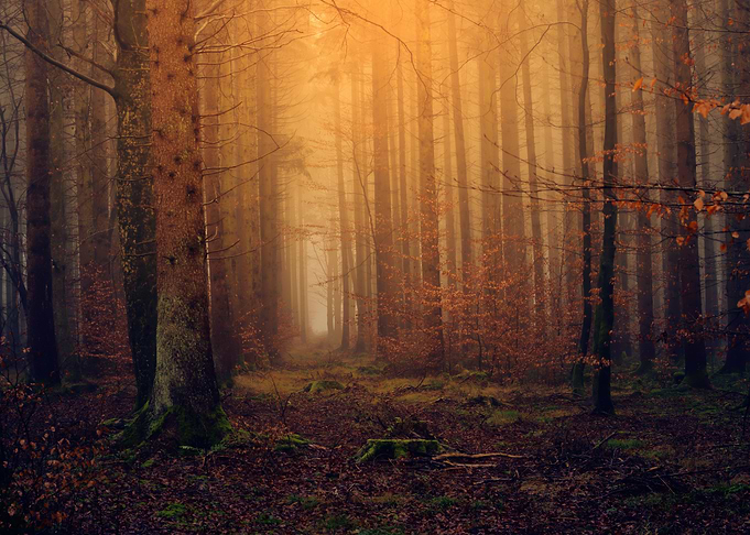 Landscape 8