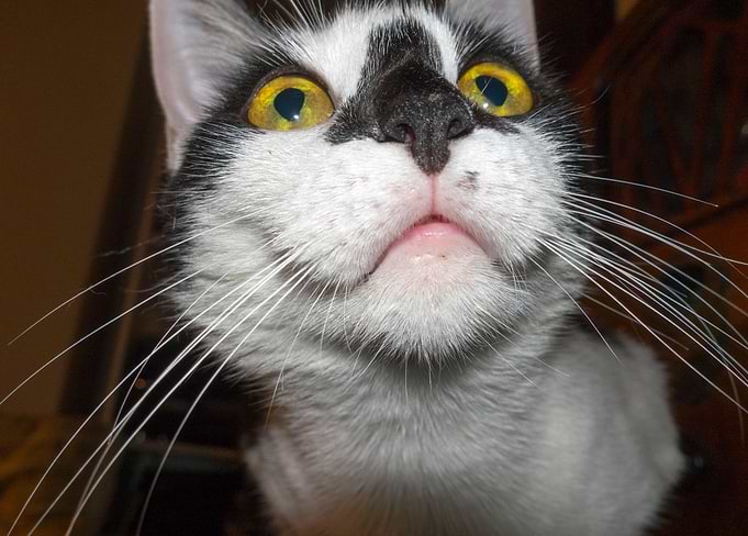 cat look up