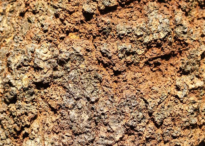 wall