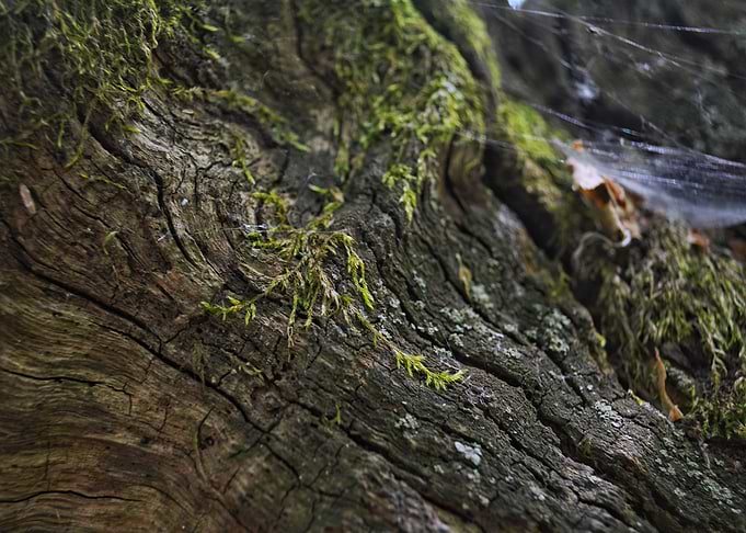 Moss