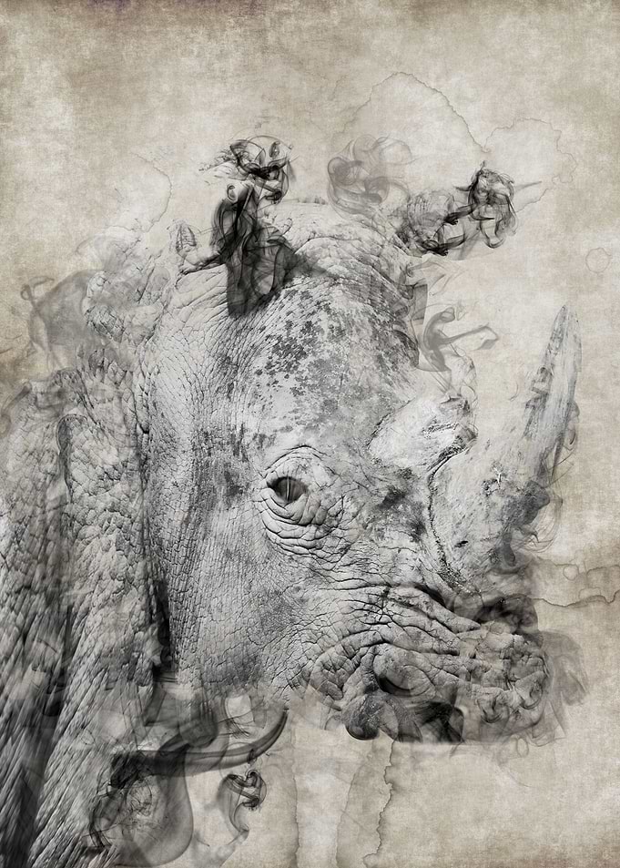 Rhino