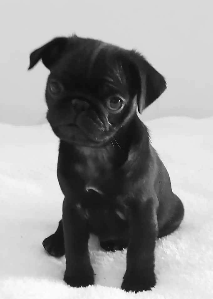 pugmichiru