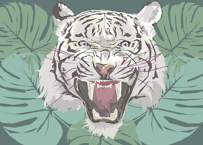 White tiger