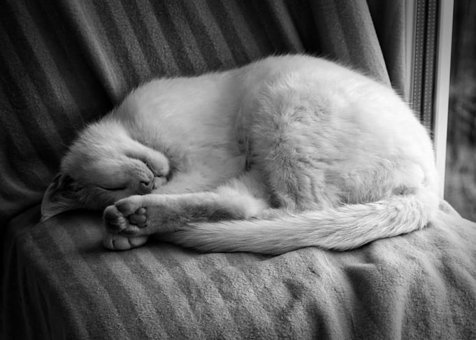 Sleeping Cat