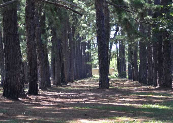 Pine tree
