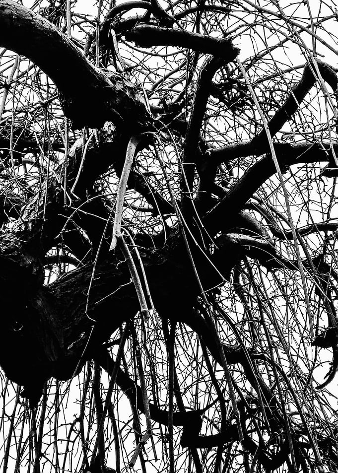 Branch Out