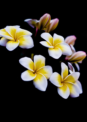 Whiite yellow frangipani