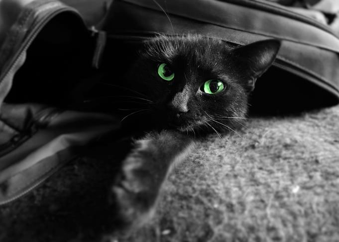 Black Cat