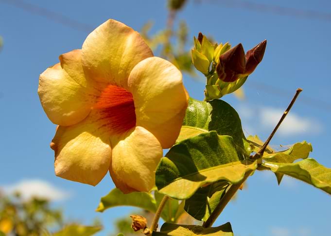 Flower