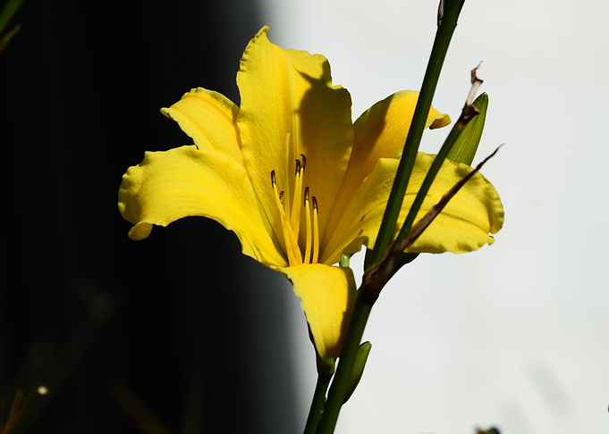 Yellow Flower
