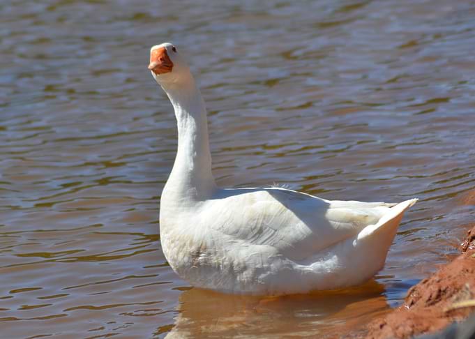Goose