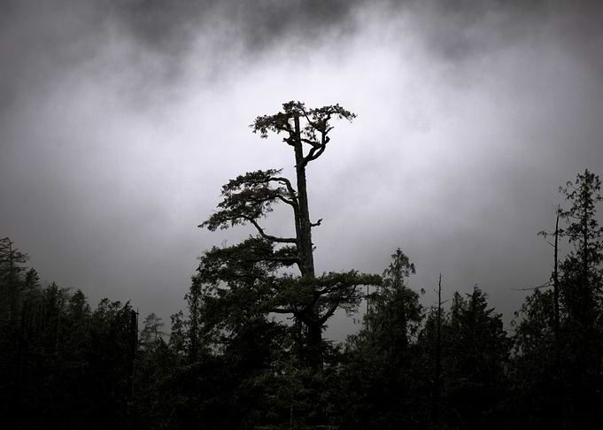 Tree in the fog