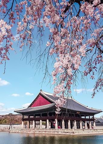 Cherry Blossoms