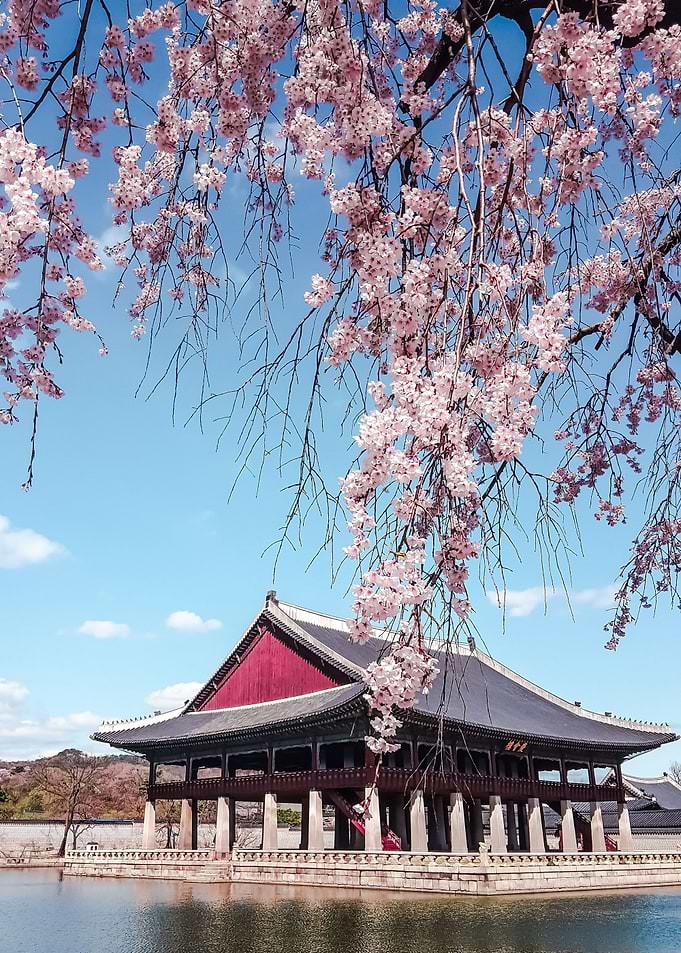 Cherry Blossoms