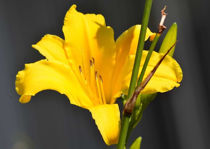 Yellow Flower