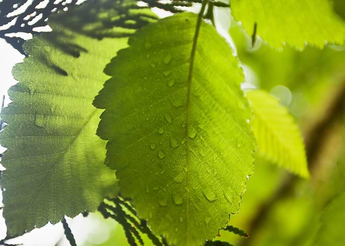 Green Leaves