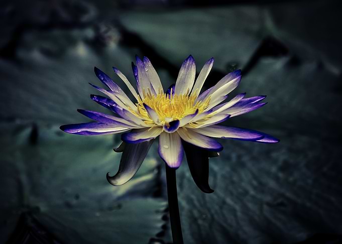 Waterlily